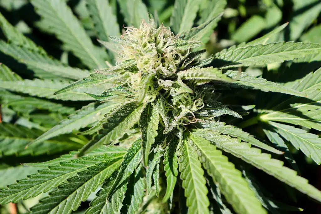 devenir producteur de cbd